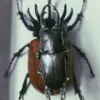 Stag Beetle Pendant